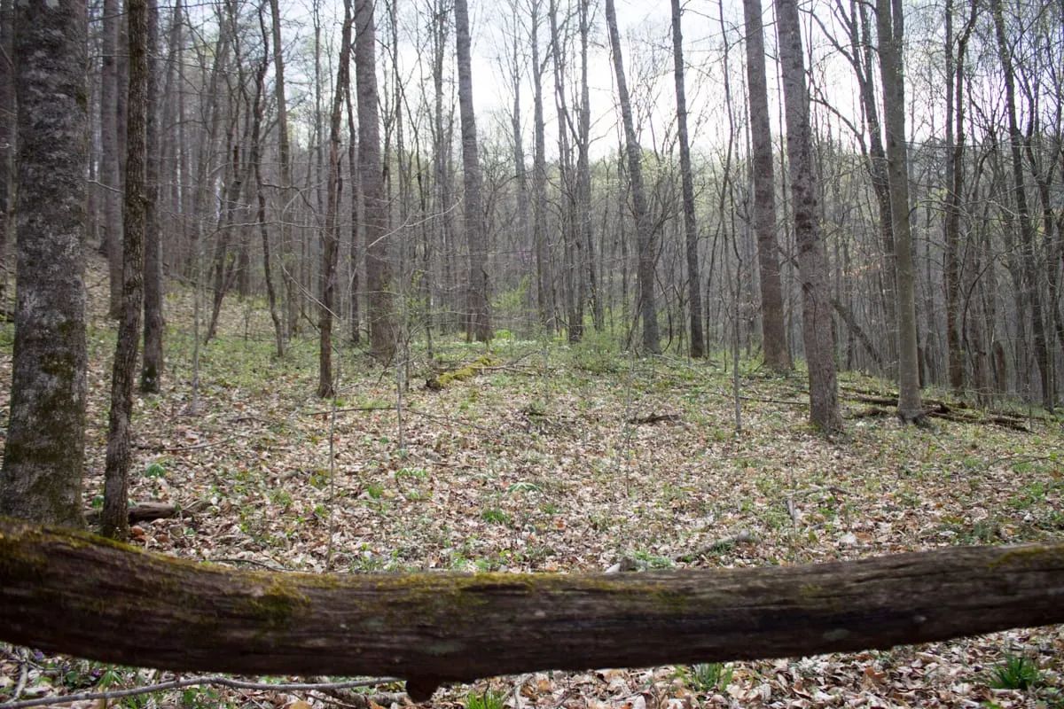 Decorative background for Chestnut Oak Ridge Tract 18 image 11