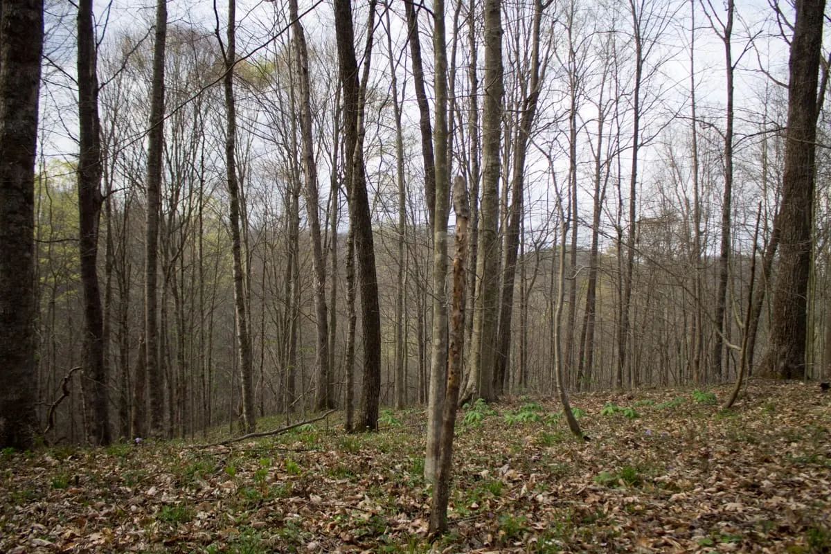 Decorative background for Chestnut Oak Ridge Tract 18 image 12