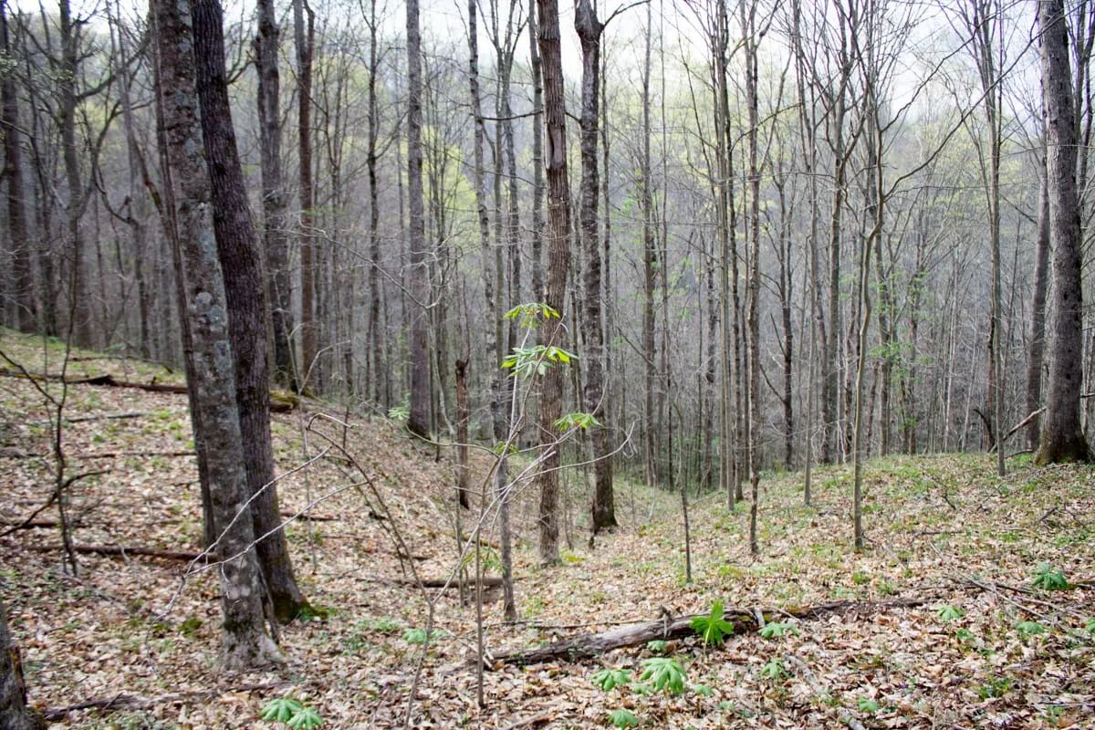 Decorative background for Chestnut Oak Ridge Tract 18 image 13