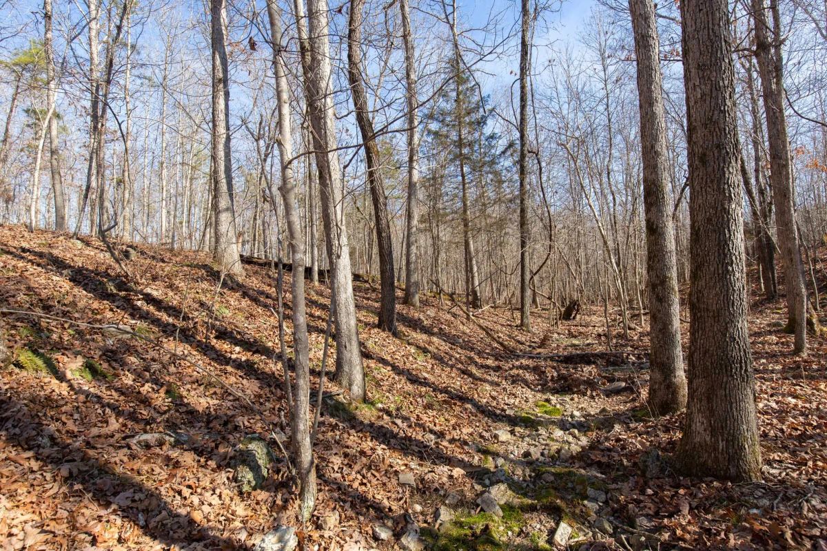 Decorative background for O’Connor Crossing Tract 28 image 8