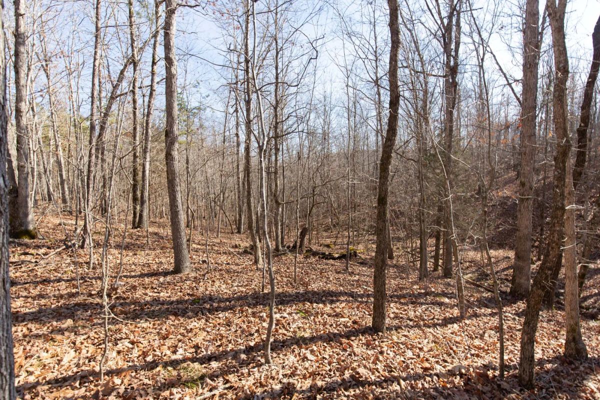 Decorative background for O’Connor Crossing Tract 28 image 11