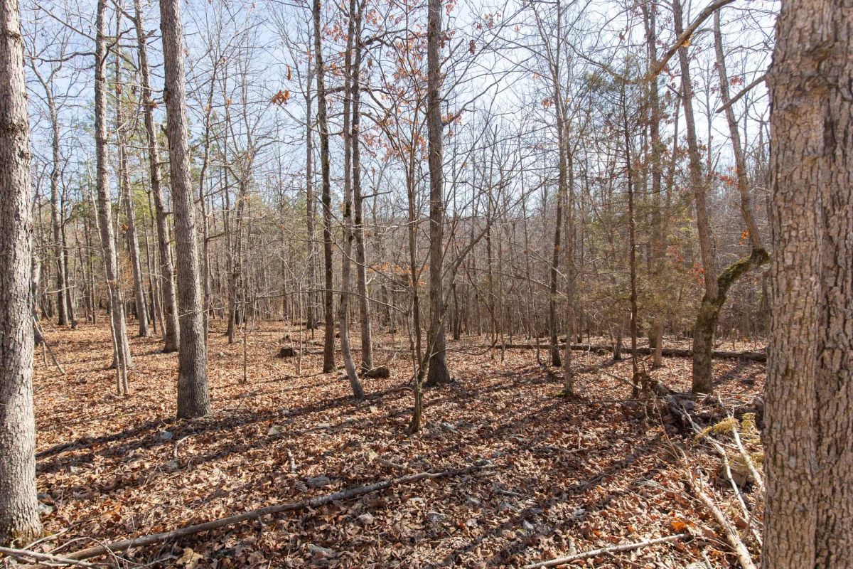 Decorative background for O’Connor Crossing Tract 28 image 14