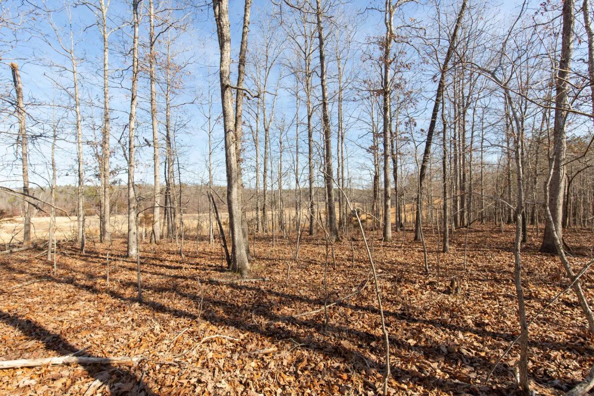 Decorative background for O’Connor Crossing Tract 28 image 15