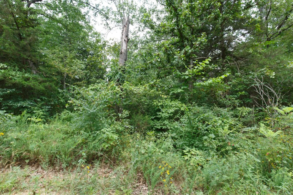 Spring Lake Plat 2 Tract 26 - Image 4
