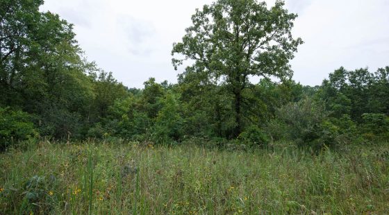 Spring Lake Plat 5 Tract 174 in Miller County, MO