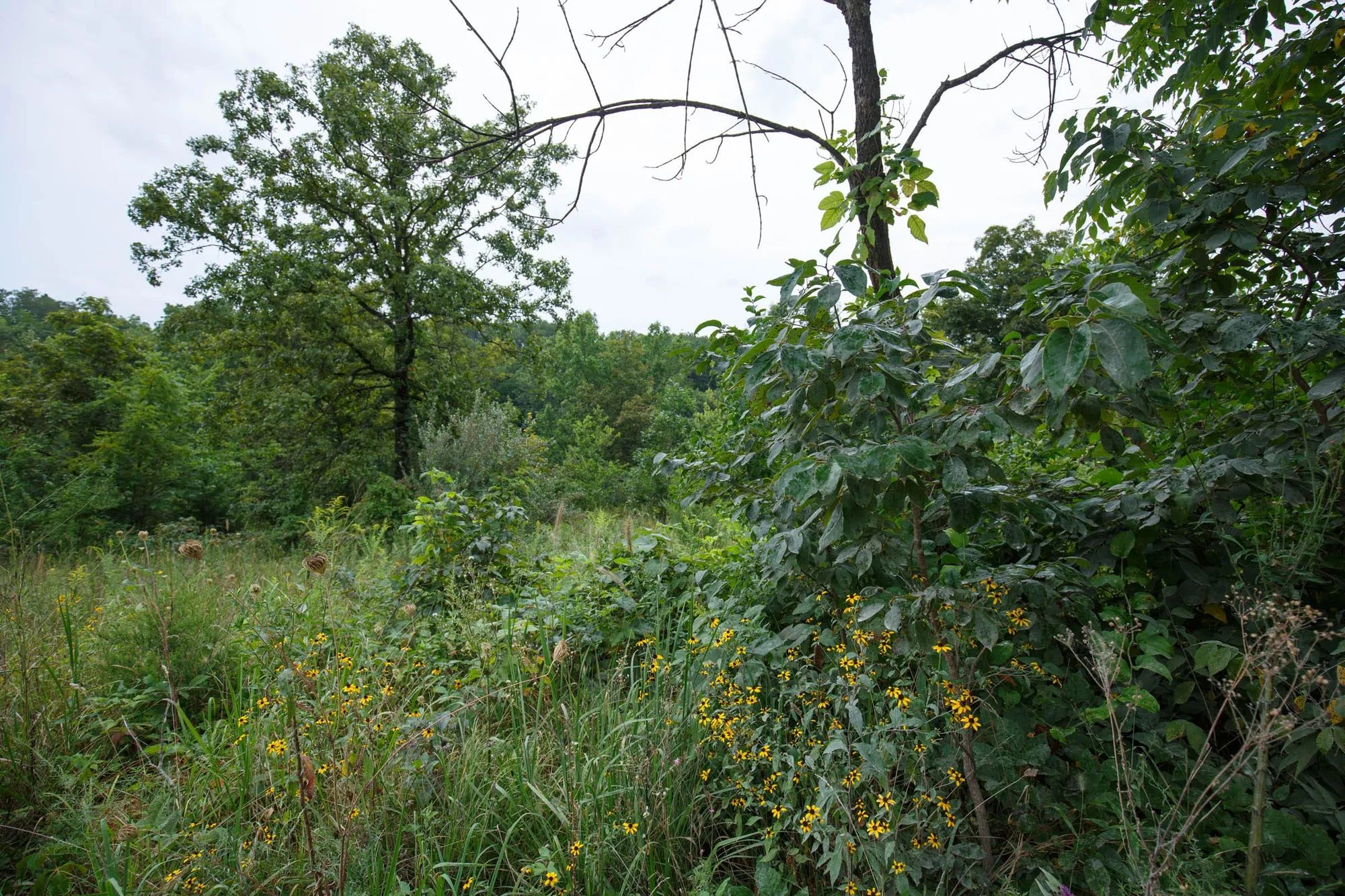 Spring Lake Plat 5 Tract 174 in Miller County, MO