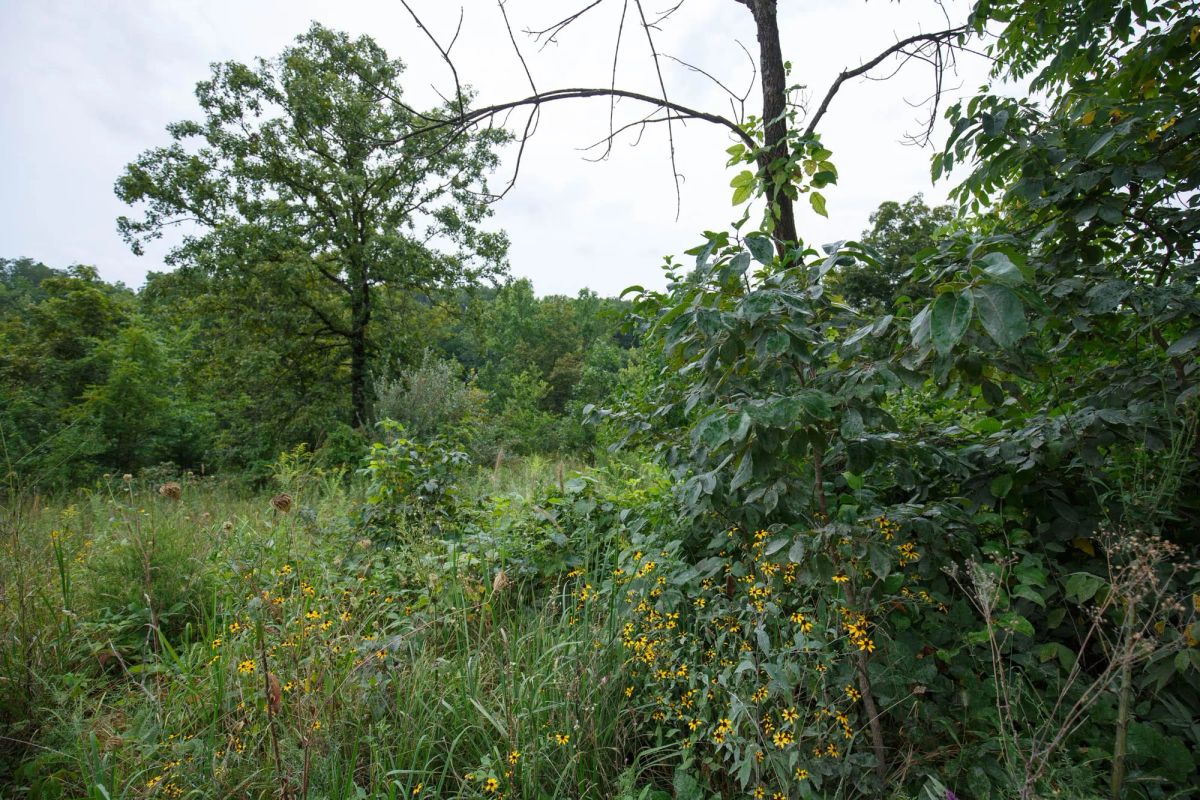 Spring Lake Plat 5 Tract 174 - Image 3