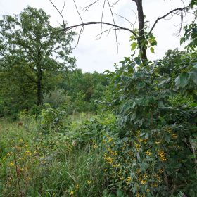 Spring Lake Plat 5 Tract 174 in Miller County, MO