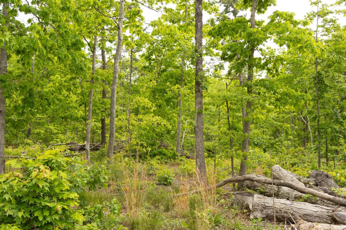 Decorative background for Stardust Estates Tract 7 image 5