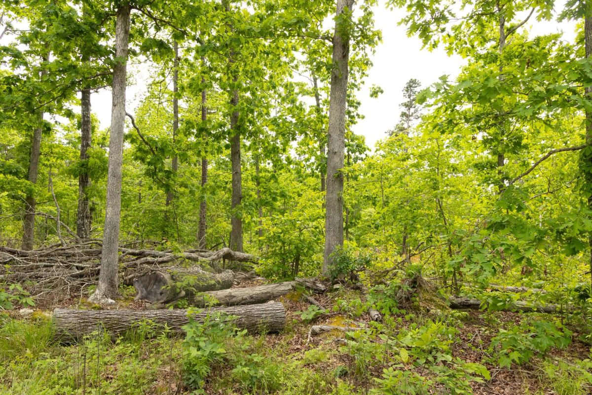 Decorative background for Stardust Estates Tract 7 image 6