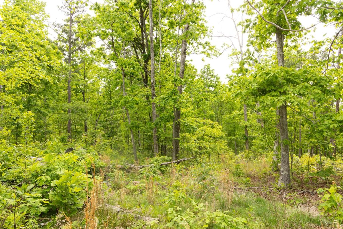 Decorative background for Stardust Estates Tract 7 image 8