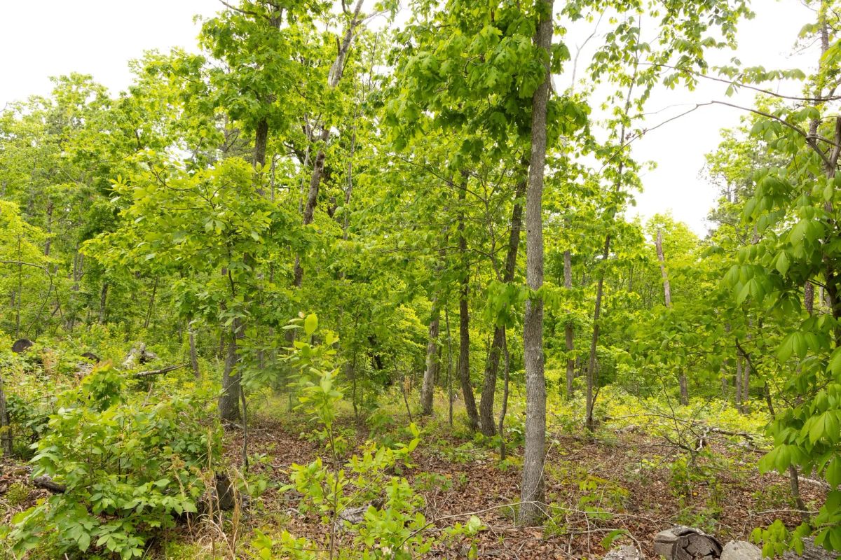 Decorative background for Stardust Estates Tract 7 image 11