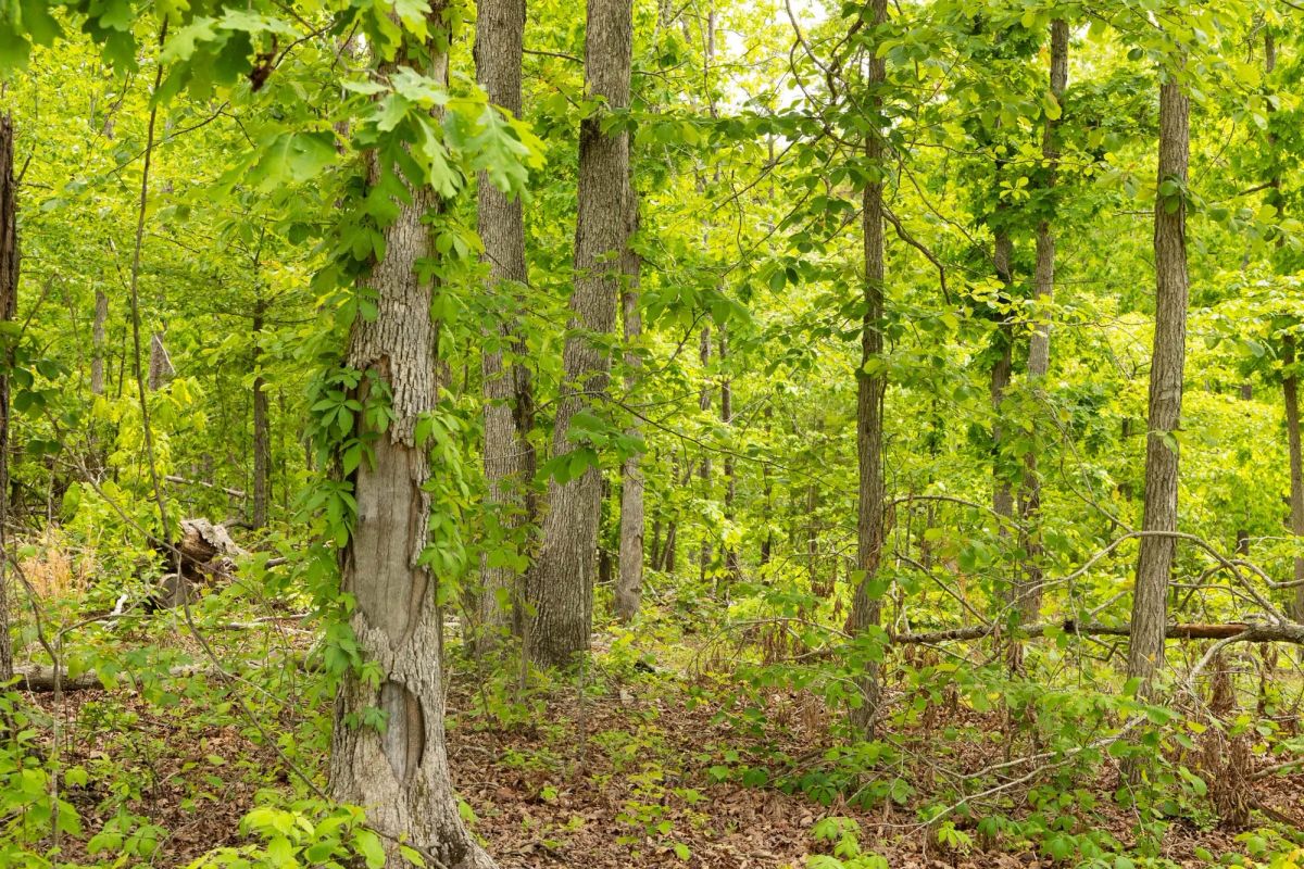 Decorative background for Stardust Estates Tract 7 image 14