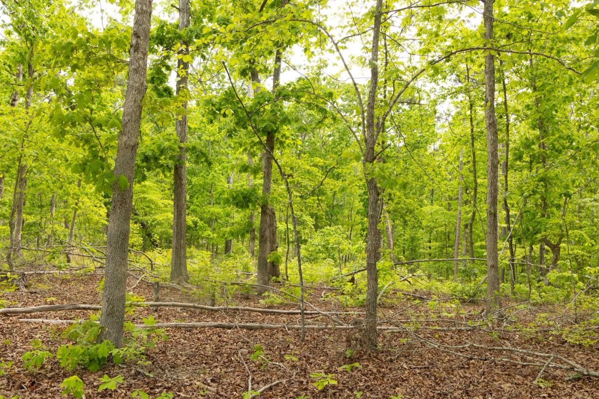 Decorative background for Stardust Estates Tract 7 image 15