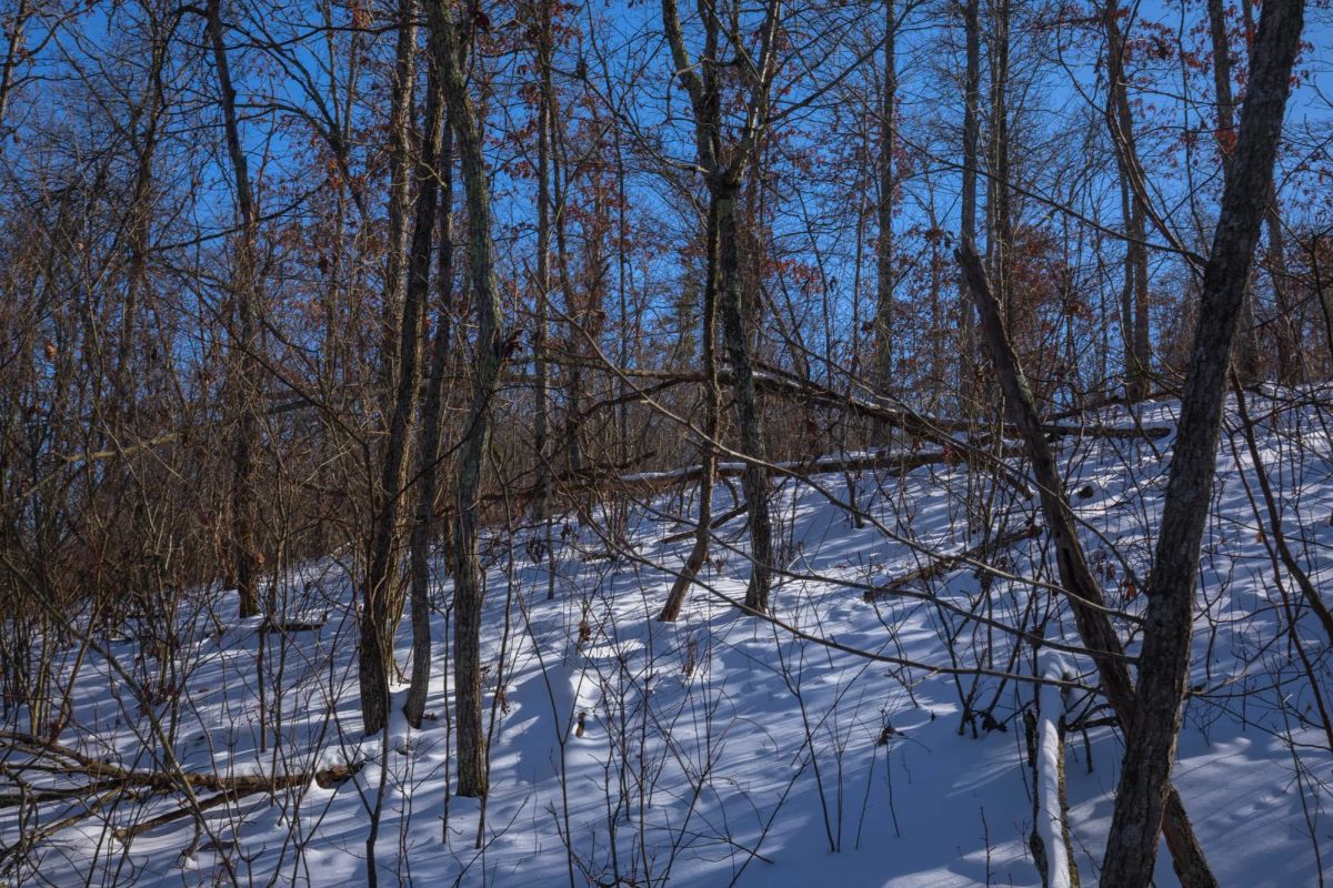 Decorative background for Sleepy Hollow Phase I Tract 18 image 5