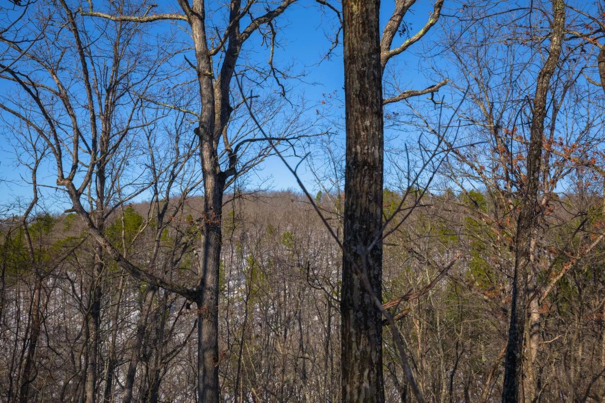 Decorative background for Sleepy Hollow Phase I Tract 18 image 6