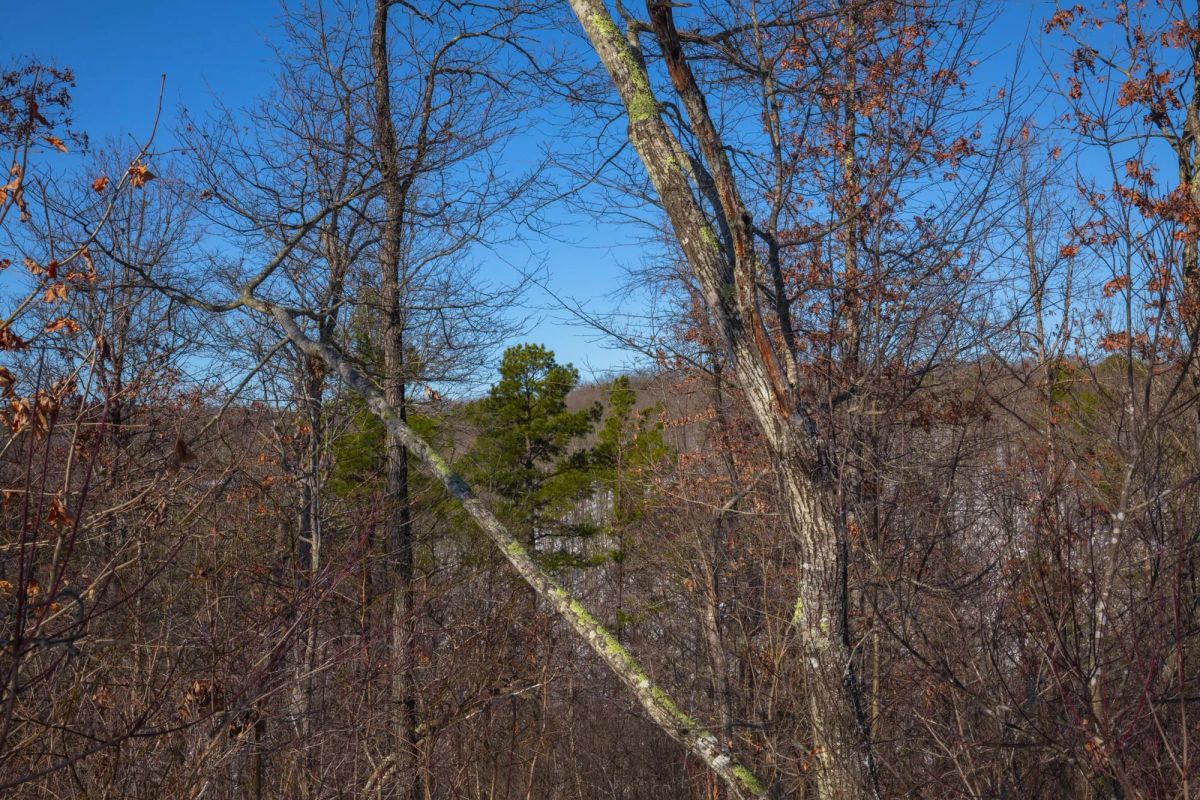 Decorative background for Sleepy Hollow Phase I Tract 18 image 8