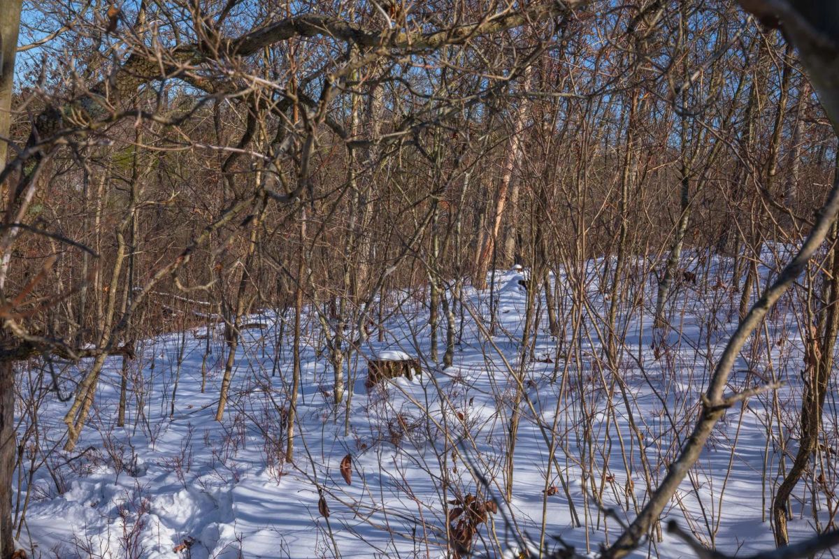 Decorative background for Sleepy Hollow Phase I Tract 18 image 10