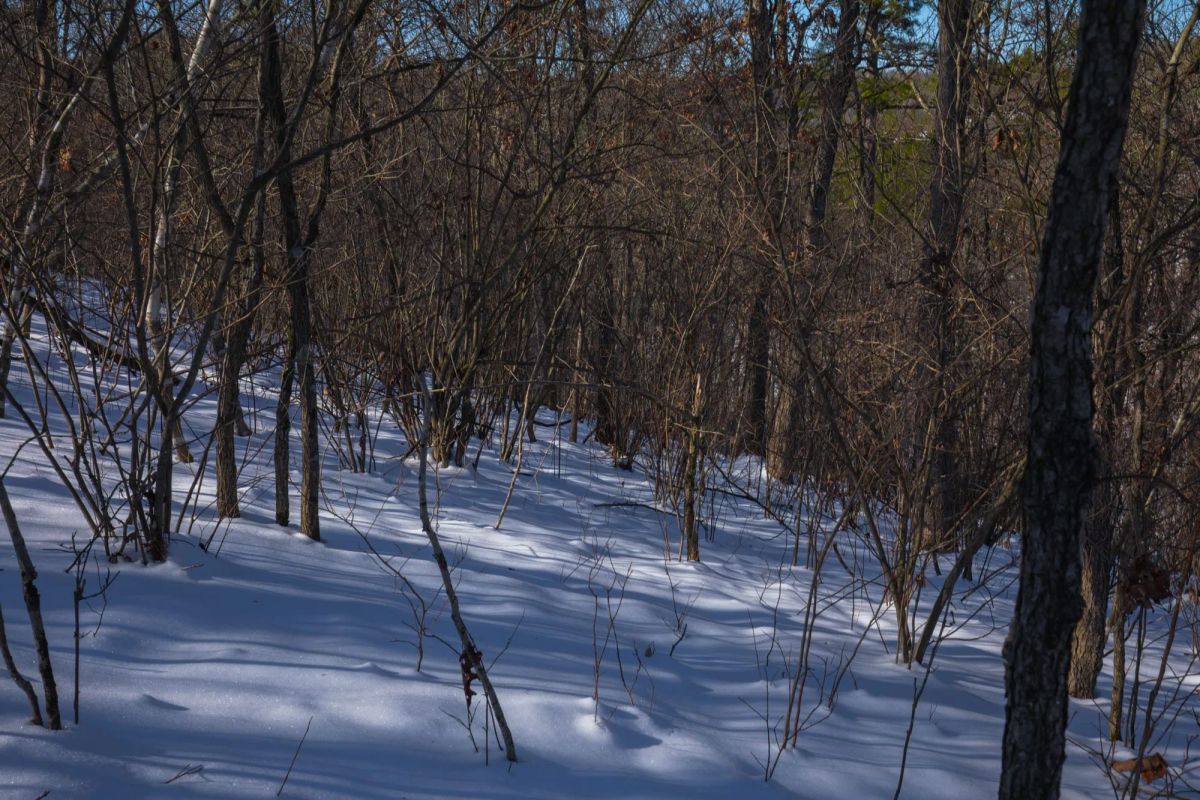 Decorative background for Sleepy Hollow Phase I Tract 18 image 11