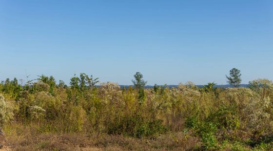 Meyer’s Ridge Tract 31 in Attala County, MS