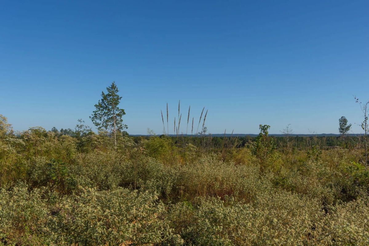 Decorative background for Meyer’s Ridge Tract 31 image 5