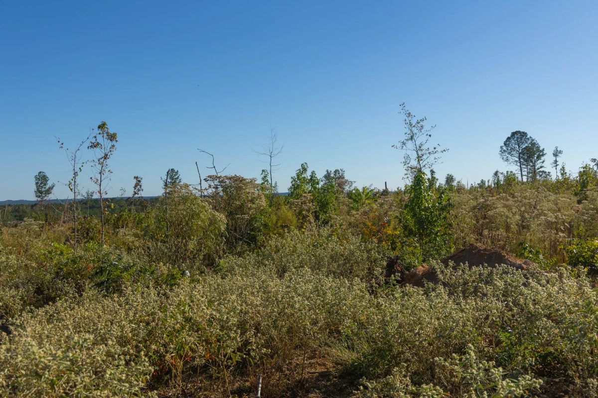 Decorative background for Meyer’s Ridge Tract 31 image 9