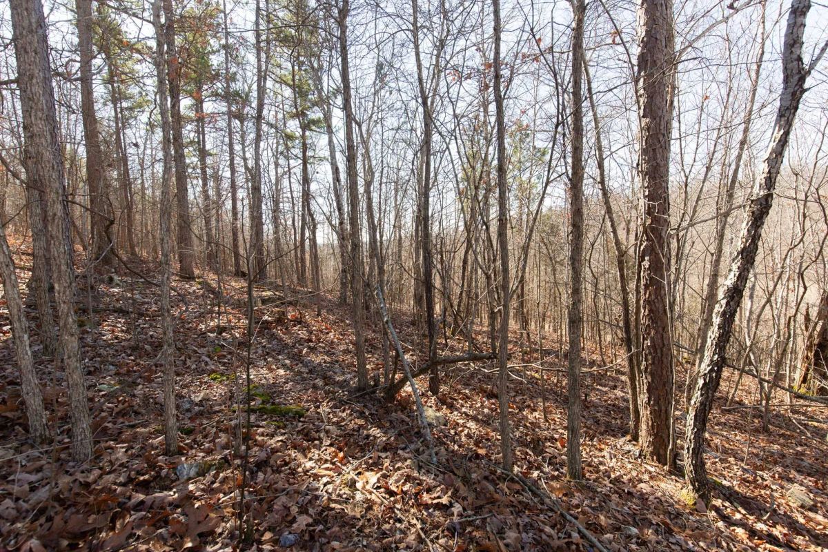 Decorative background for O’Connor Crossing Tract 24 image 7