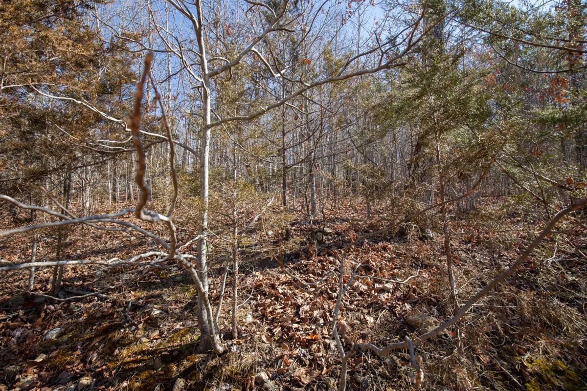 Decorative background for O’Connor Crossing Tract 24 image 8