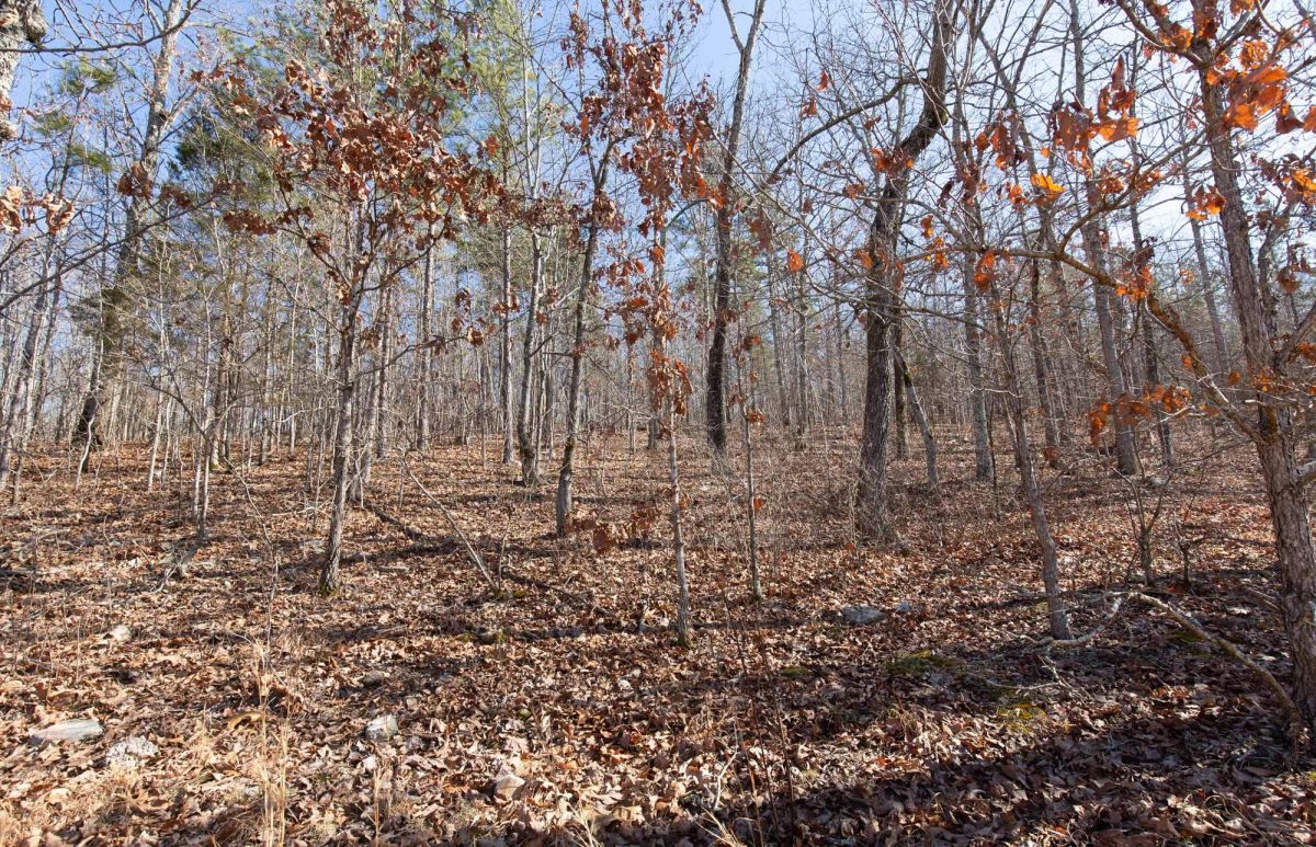 Decorative background for O’Connor Crossing Tract 24 image 10