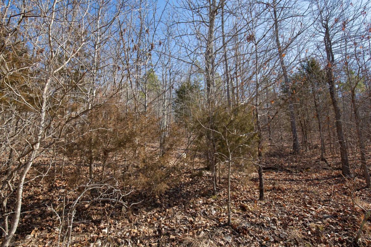 Decorative background for O’Connor Crossing Tract 24 image 11
