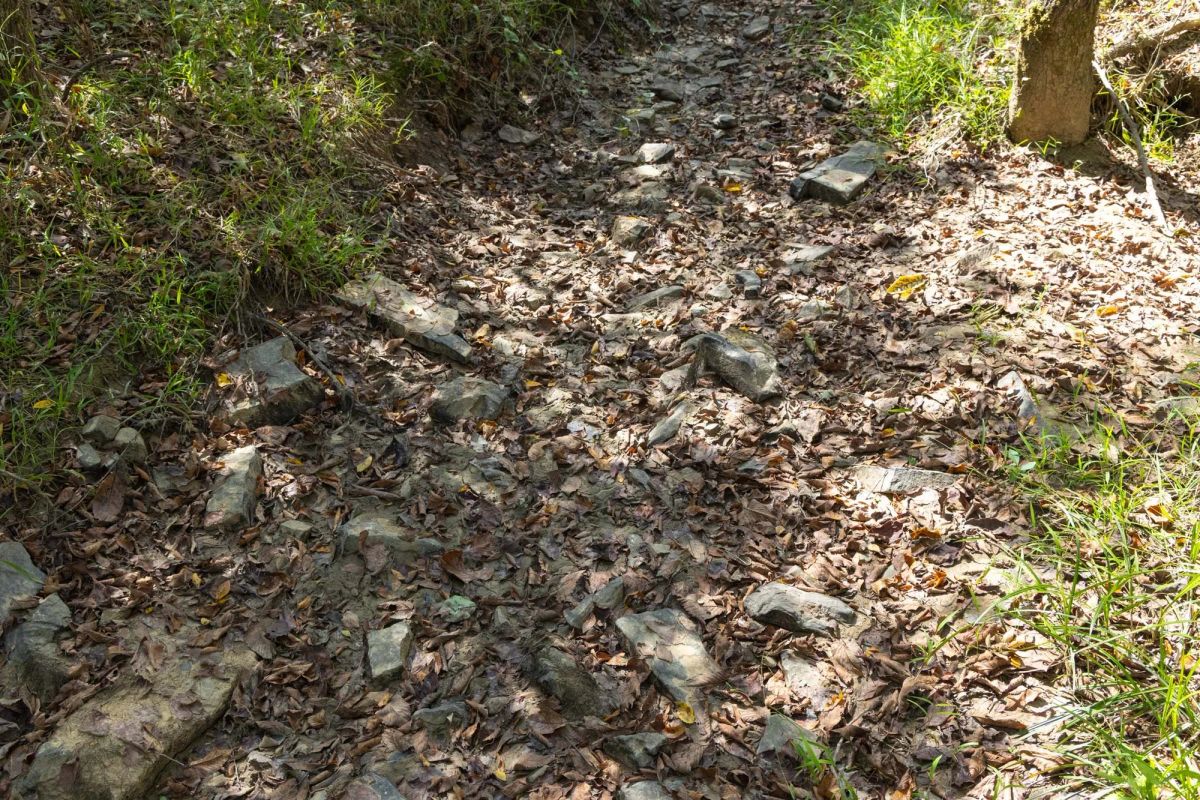 Decorative background for Reserves At Cattail Cove Phase II Tract 66 image 6