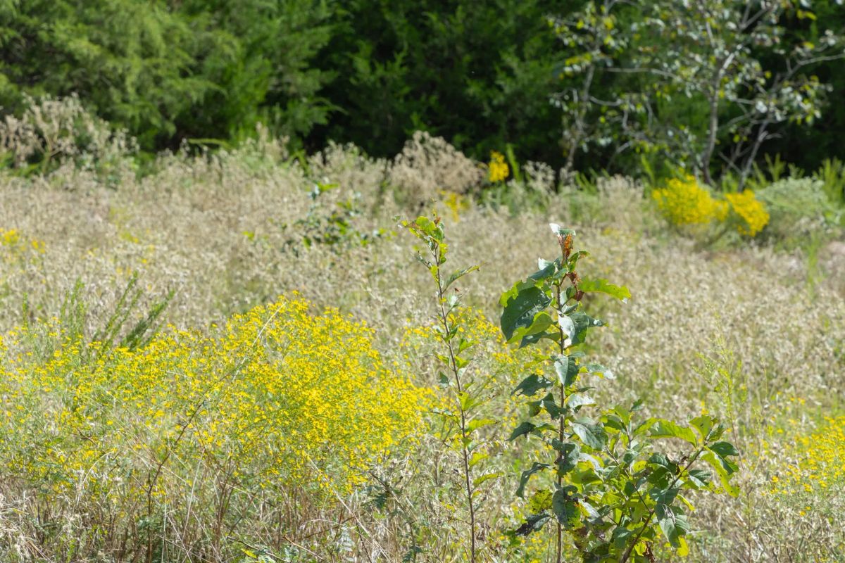Decorative background for Reserves At Cattail Cove Phase II Tract 66 image 8