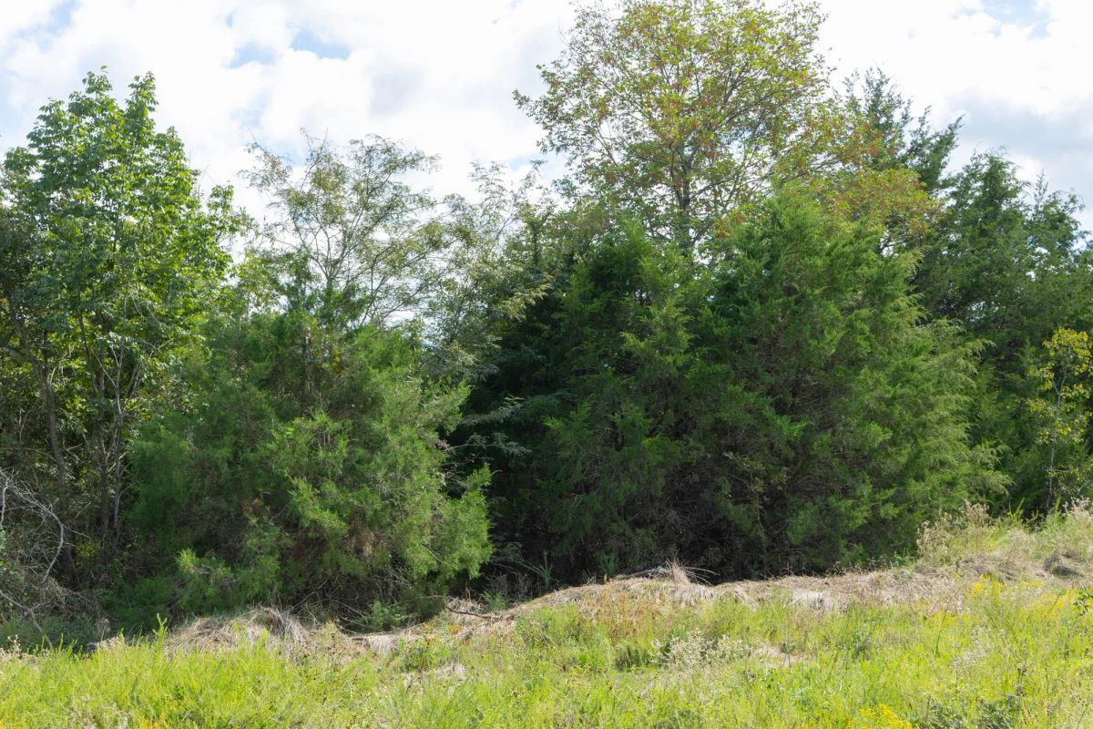 Decorative background for Reserves At Cattail Cove Phase II Tract 66 image 9