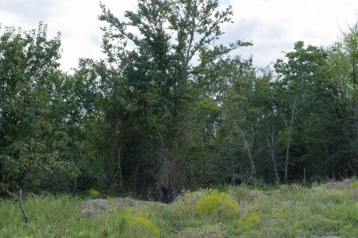 Decorative background for Reserves At Cattail Cove Phase II Tract 66 image 10
