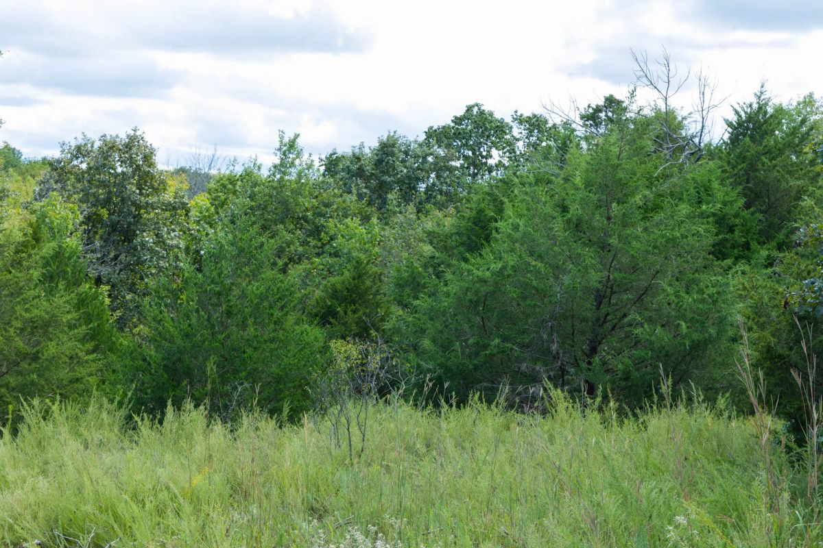 Decorative background for Reserves At Cattail Cove Phase II Tract 66 image 11