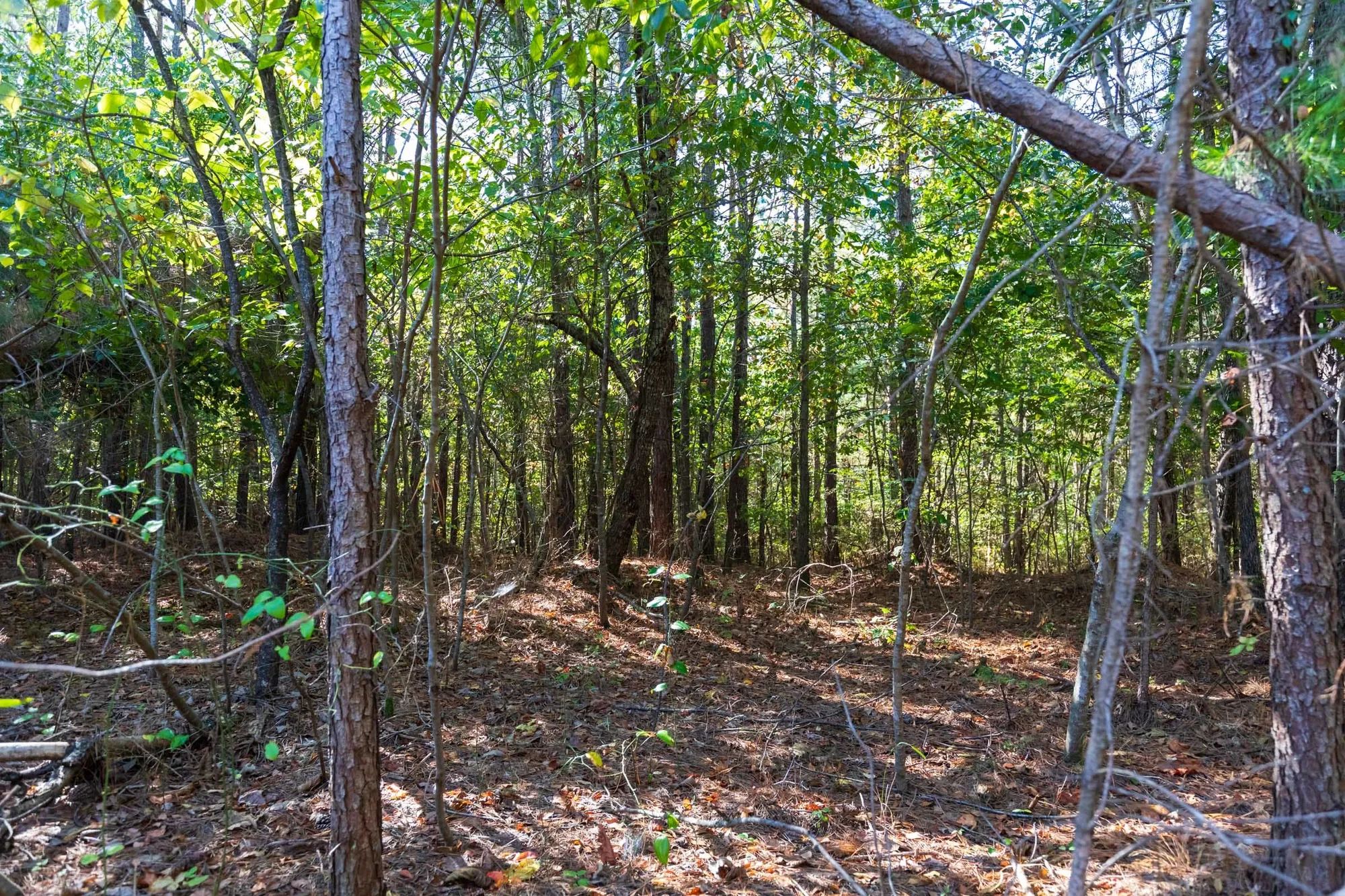 Bear Brook Tract 1 in Perry County, TN