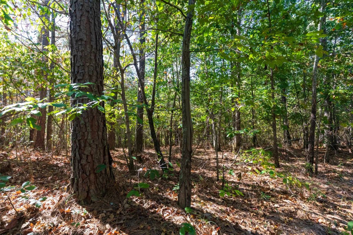 Bear Brook Tract 1 - Image 4