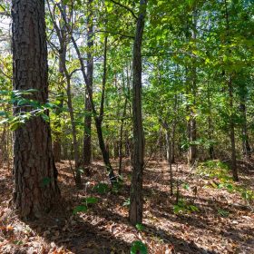 Bear Brook Tract 1 in Perry County, TN