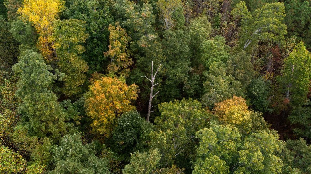 Decorative background for Bear Brook Tract 1 image 5