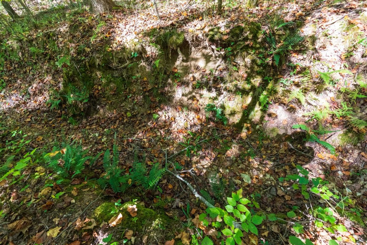 Decorative background for Bear Brook Tract 1 image 6