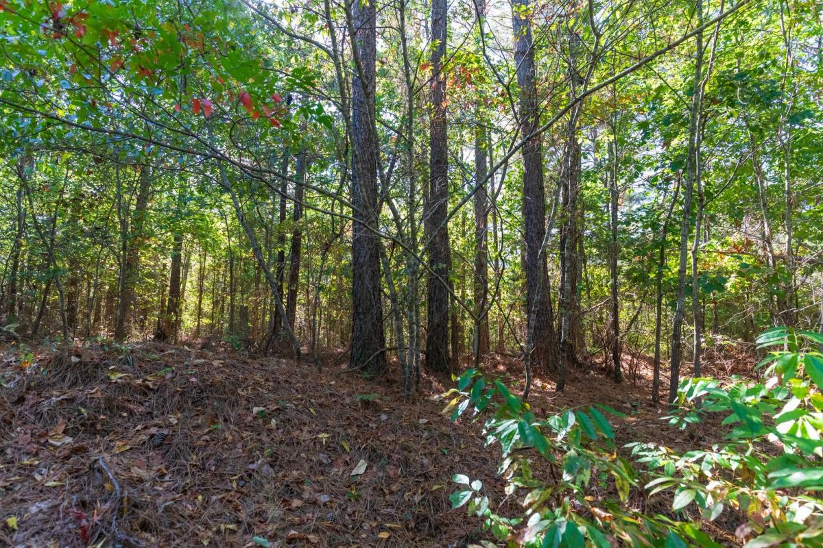Decorative background for Bear Brook Tract 1 image 7