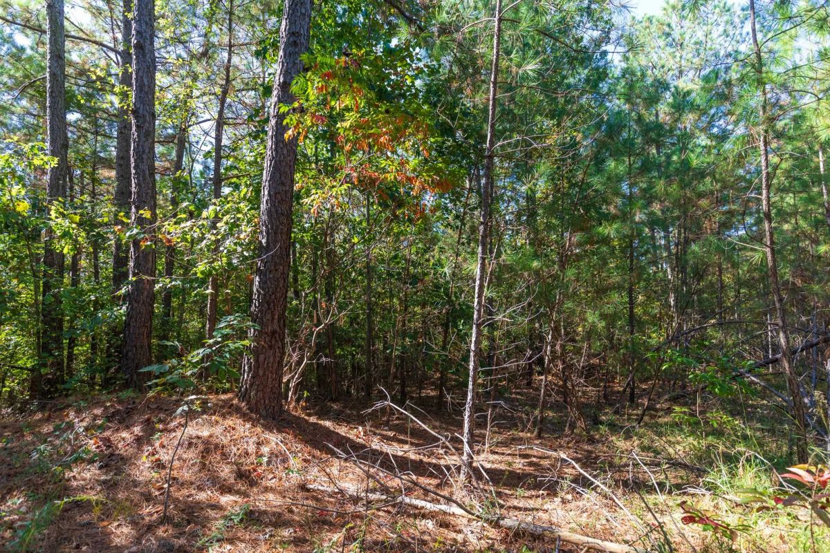 Decorative background for Bear Brook Tract 1 image 8