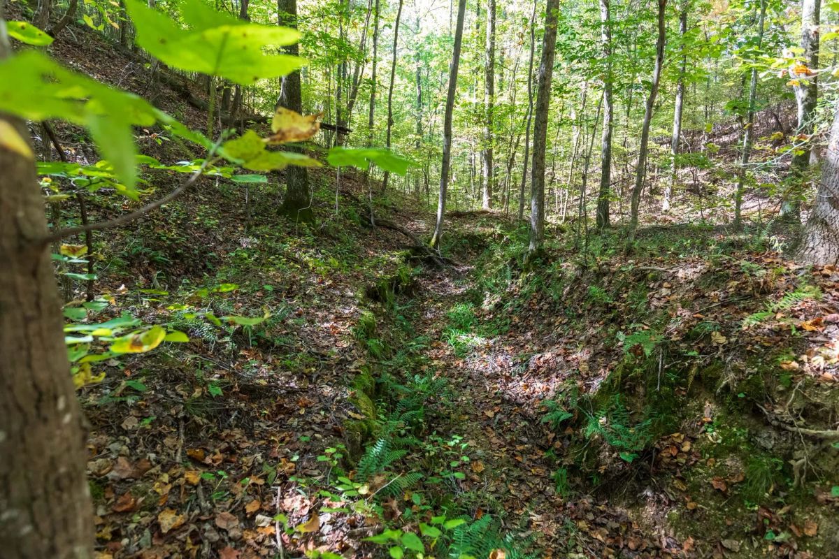 Decorative background for Bear Brook Tract 1 image 9
