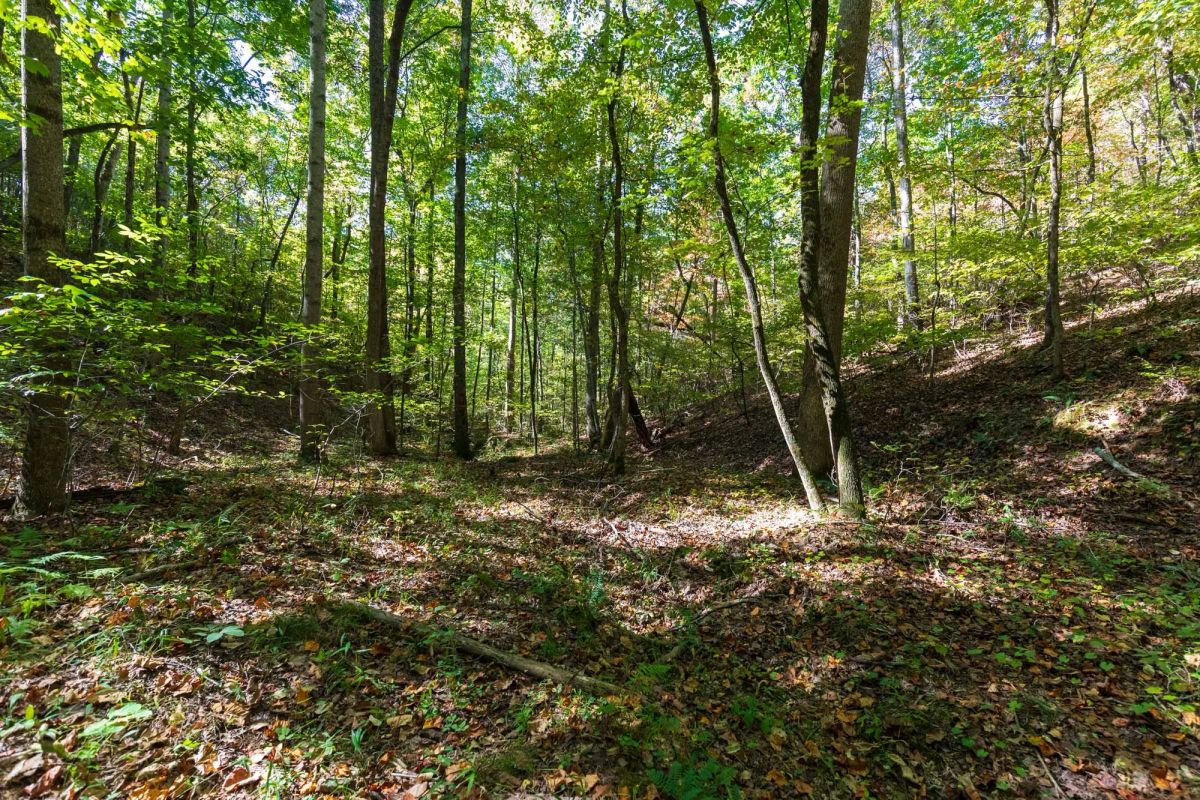 Decorative background for Bear Brook Tract 1 image 10