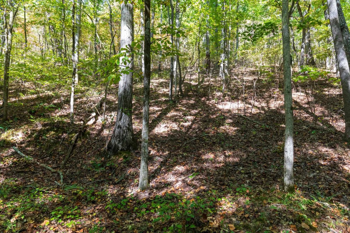Decorative background for Bear Brook Tract 1 image 12