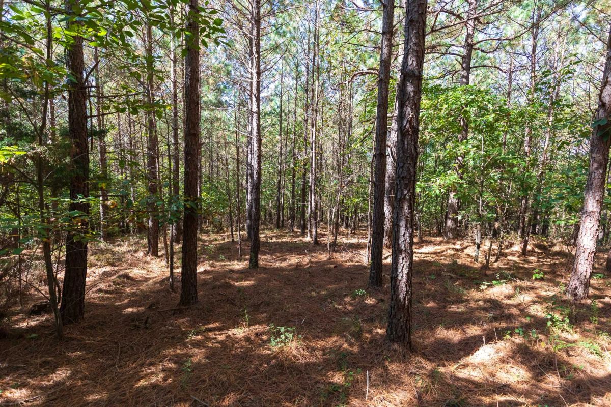 Decorative background for Bear Brook Tract 1 image 13