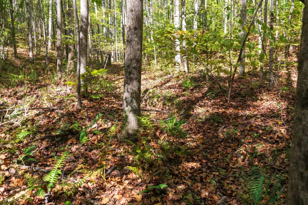 Decorative background for Bear Brook Tract 1 image 14