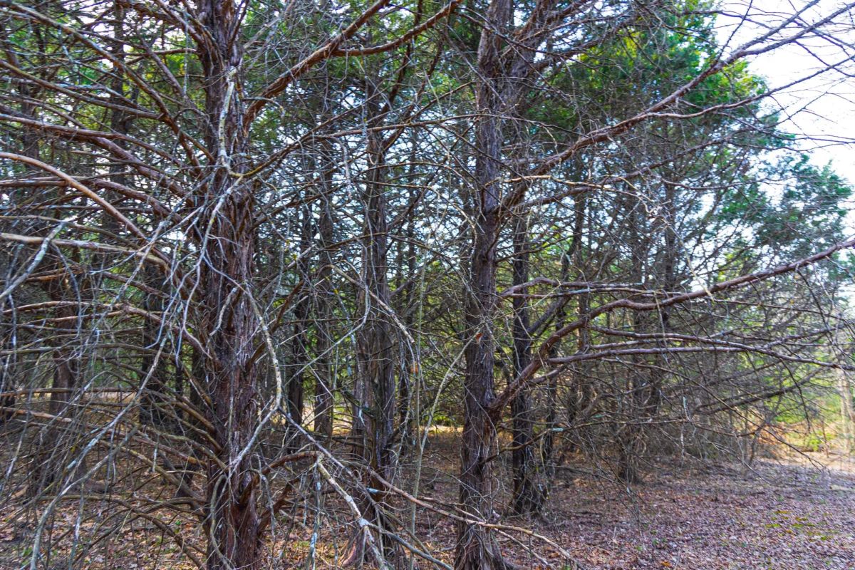 Decorative background for Reserves At Cattail Cove Phase I Tract 25 image 5