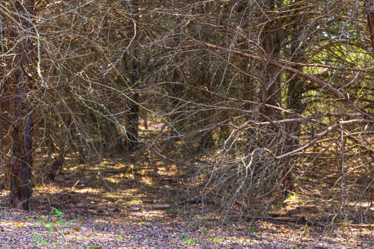 Decorative background for Reserves At Cattail Cove Phase I Tract 25 image 6
