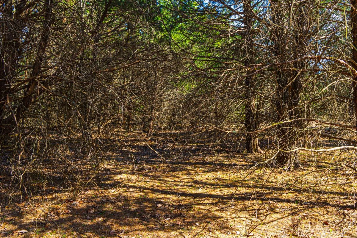 Decorative background for Reserves At Cattail Cove Phase I Tract 25 image 7